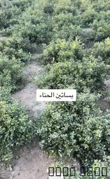 حناء وسدر المدي