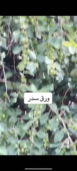 حناء وسدر المدي