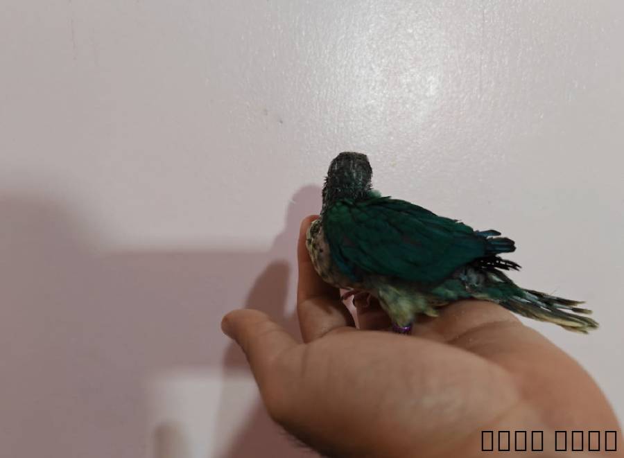 تبوك العلياء واحد