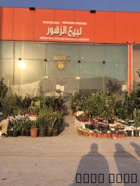 تنسيق حدائق وزراعة