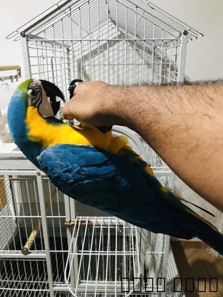 جده