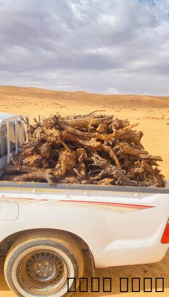 حطب ارطاء
