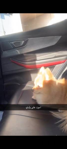 جده حي الوزيريه